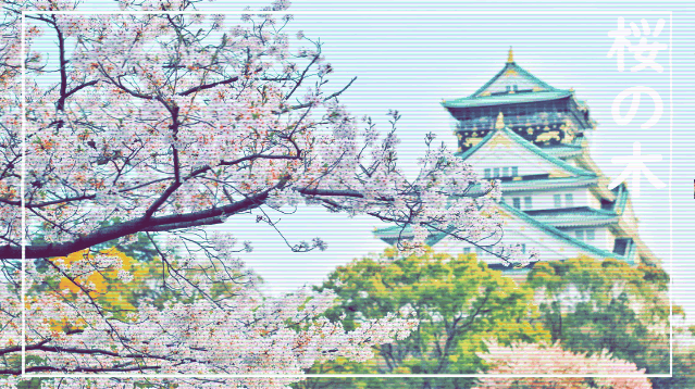 hanami sakura no ki.gif