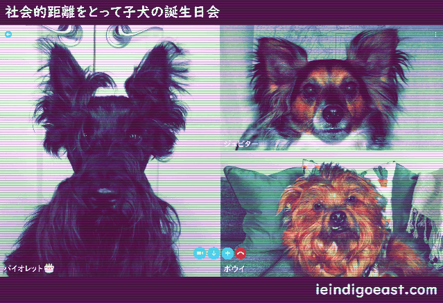 Violette's 2020 Birthday Skype from Quarantine (ieindigoeast)